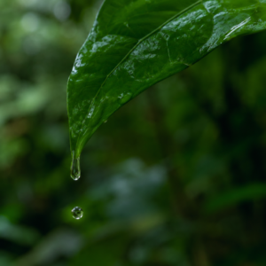 Una hoja cayendo una gota de agua.